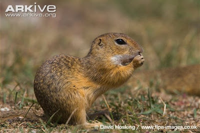 European ground Squirrel