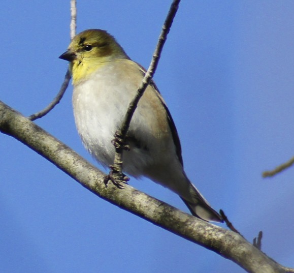 Butler's Birds Birding Fun in New Hampshire