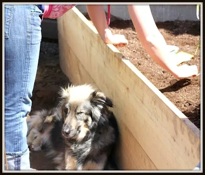 Winterizing Raised Beds: A Beginner's Prep Checklist!