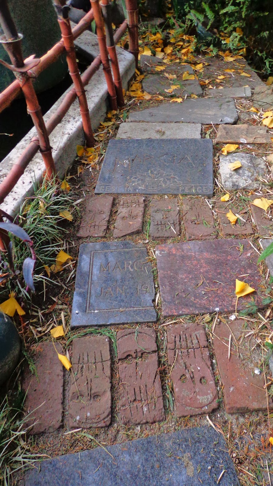 Autumn Flowering Clematis Penta Flower