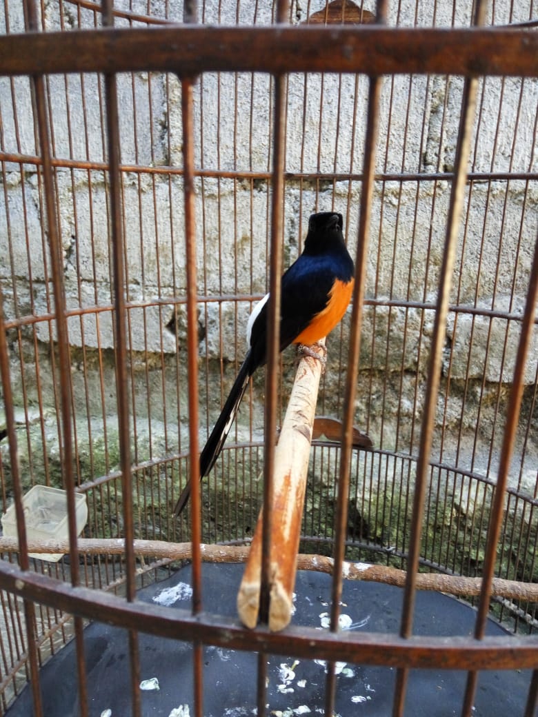 Jual Burung Murai Batu Murah Jogja