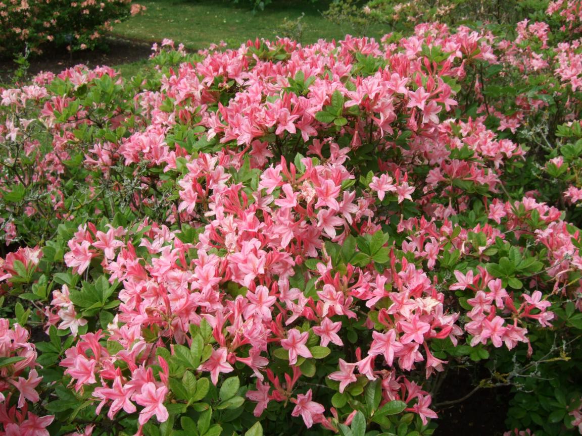 Alternative Eden Exotic Garden Azaleas at Kew Gardens