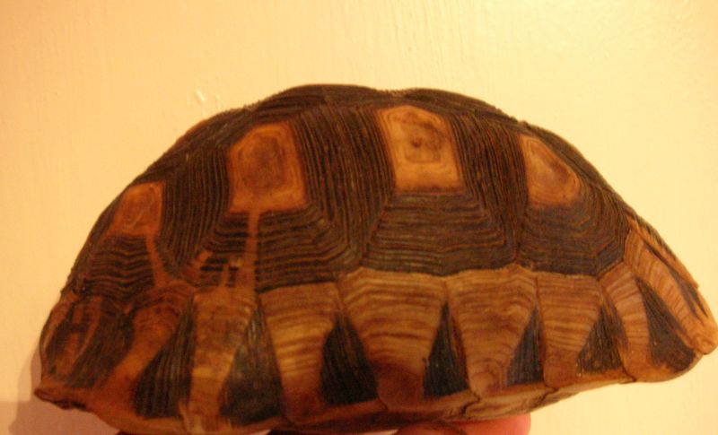 карапакс красноухой черепахи. черепаха панцирь коропакс. скелет черепахи строение. Testudo horsfieldii. водоплавающая черепаха морская.