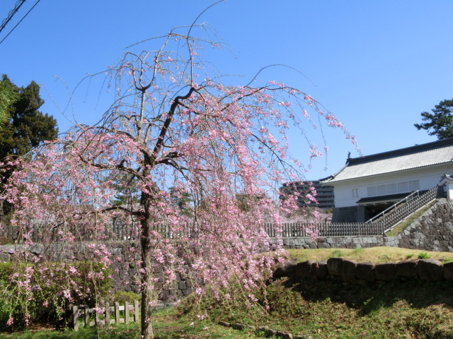 小田原城の桜