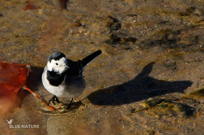 Las pequeñas lavanderas blancas (Motacilla alba) también se acercaron. Esta especie es residente, pero en invierno sus poblaciones aumentan ya que llegan muchas aves del norte. EN el Madrid Río se forma al atardecer bandos grandes que se juntan para pasar la noche, es lo que se conoce como dormidero.