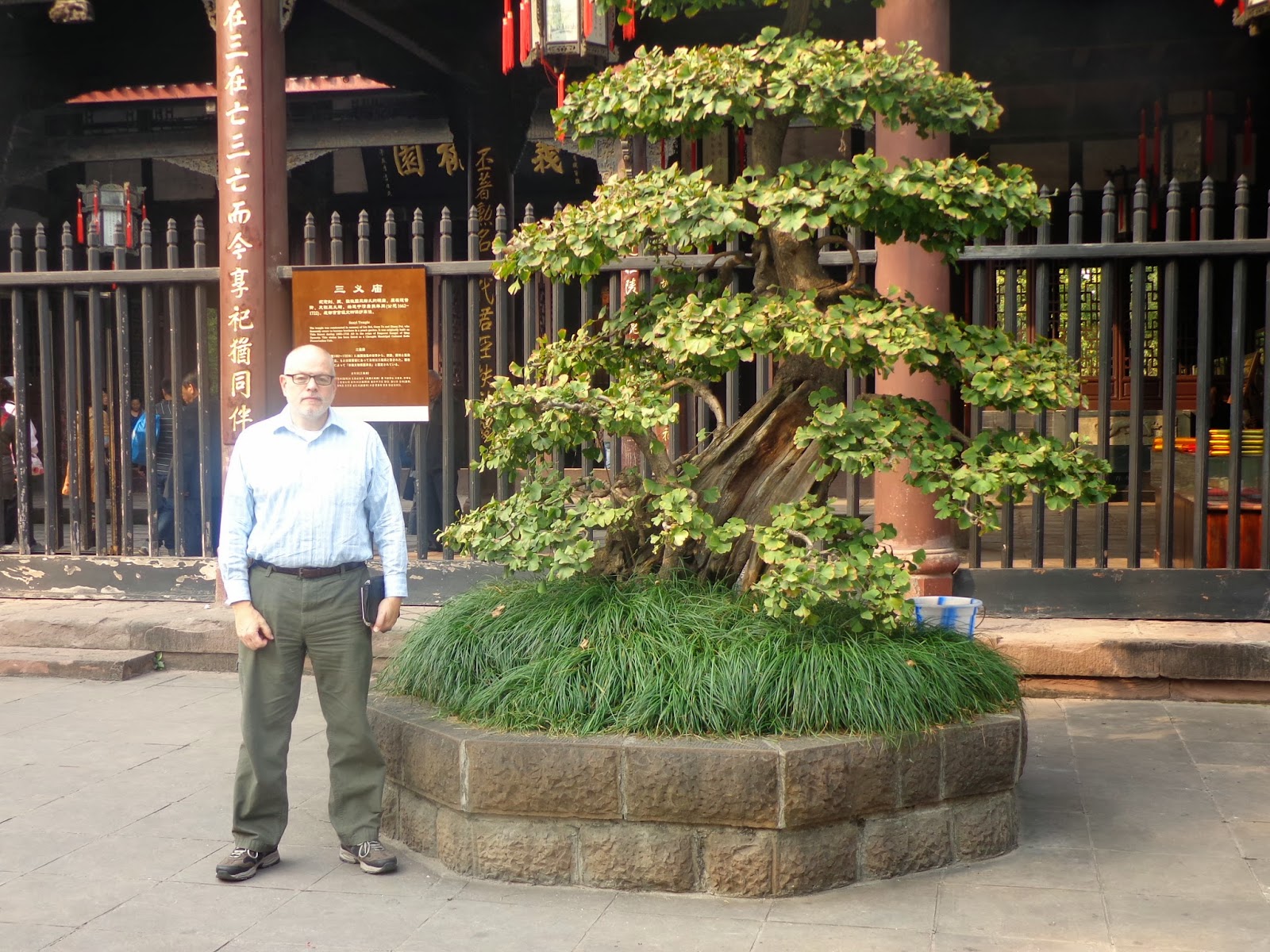 Daniel's Pacific NW Garden Training Ginkgo Trees as Large Bonsai. 4.9.17