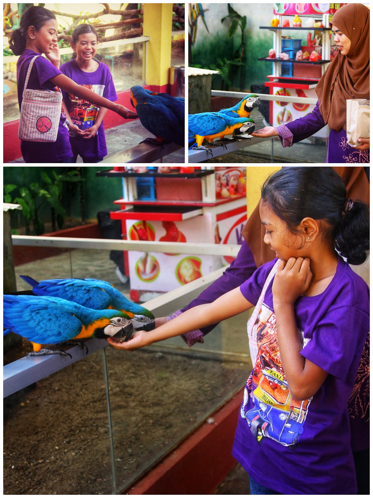 Bagi Blue-throated Macaw makan