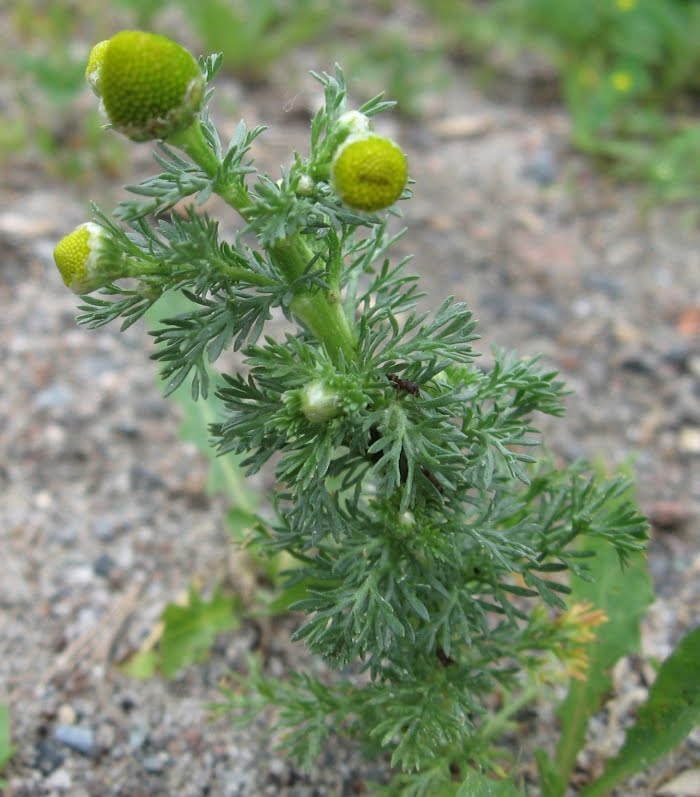 Tangled  A Short Primer on "Aster"ology