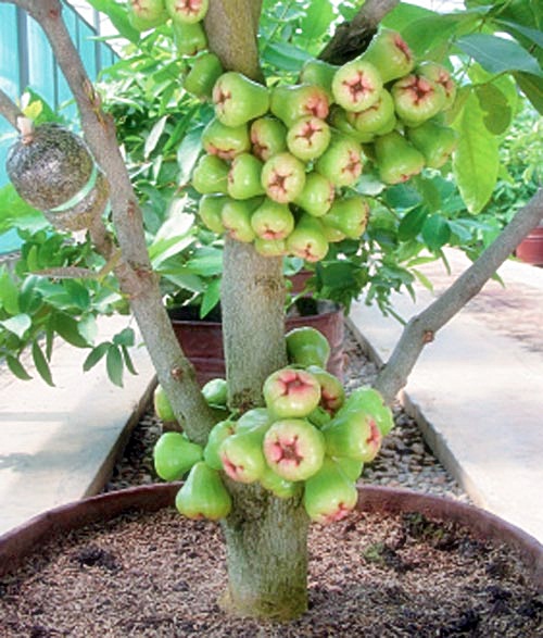 Tips tanaman  buah dalam  pot  cepat berbuah BUDIDAYAKU