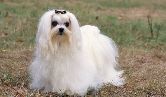 The most charming dogs in the world!: Maltese - the little prince!