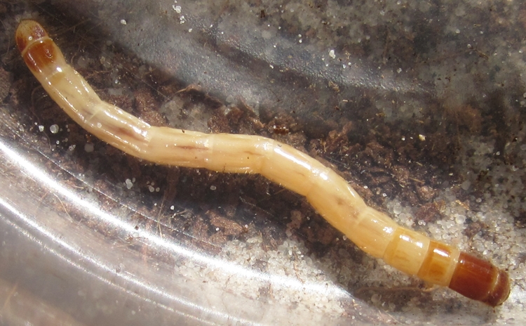 Eusattuslarva%25239.JPG