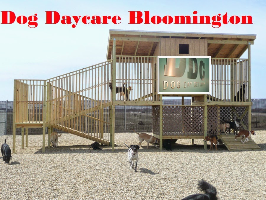 Dog Daycare Will You Leave Your Best Friend at a Dog Daycare Center?