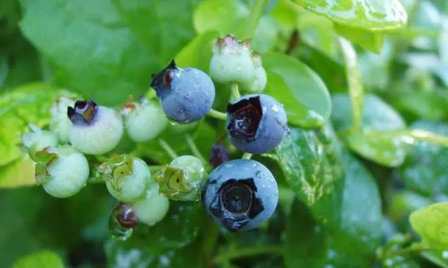 Mencegah dan Mengobati Penyakit Alzheimer Dengan Blueberry Mencegah dan Mengobati Penyakit Alzheimer Dengan Blueberry