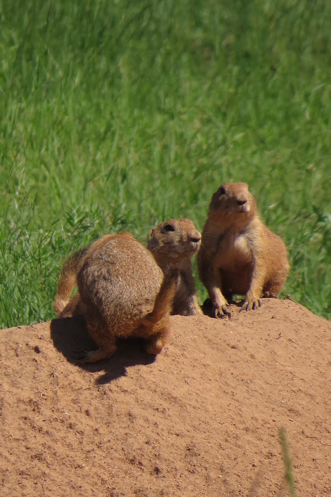 Mammals of Southern Arizona