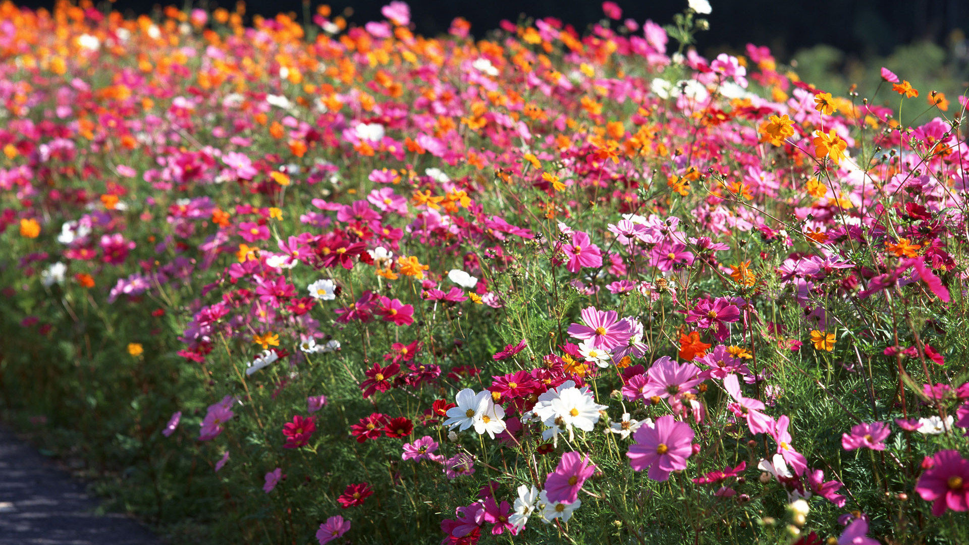 wallpaper: HD Flowers Wallpapers