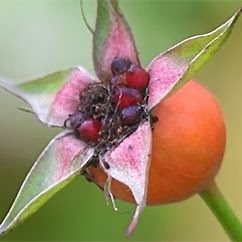 Rose hip