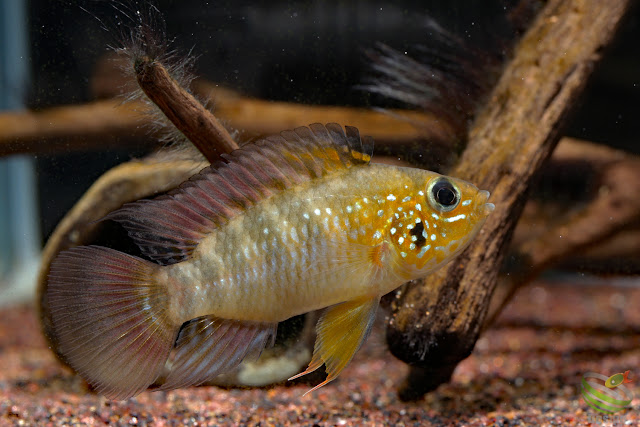 Apistogramma sp. sanjose