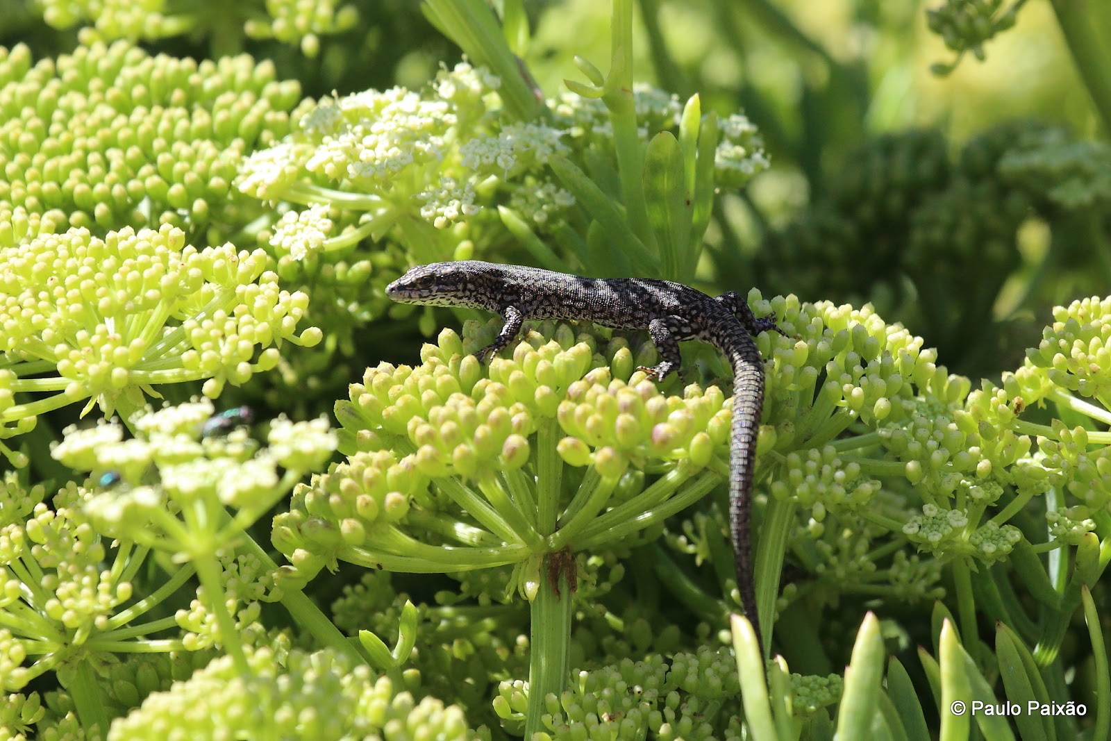 Répteis Podarcis carbonelli berlengensis