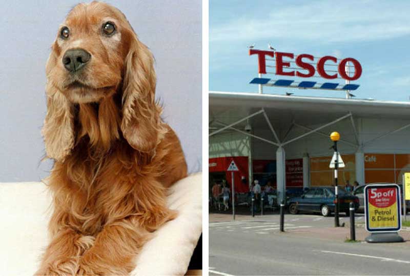 dog ear drops tesco