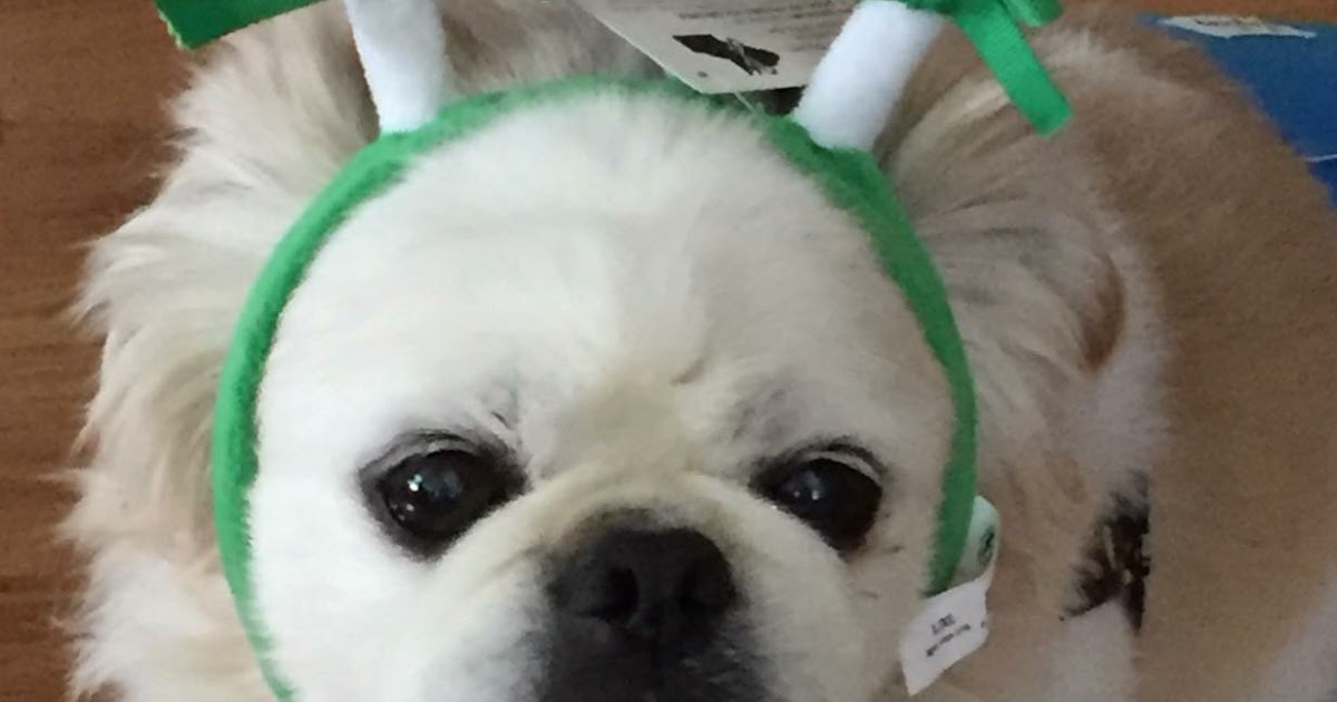 Must Love Pekes PEPPERMINT DOGS