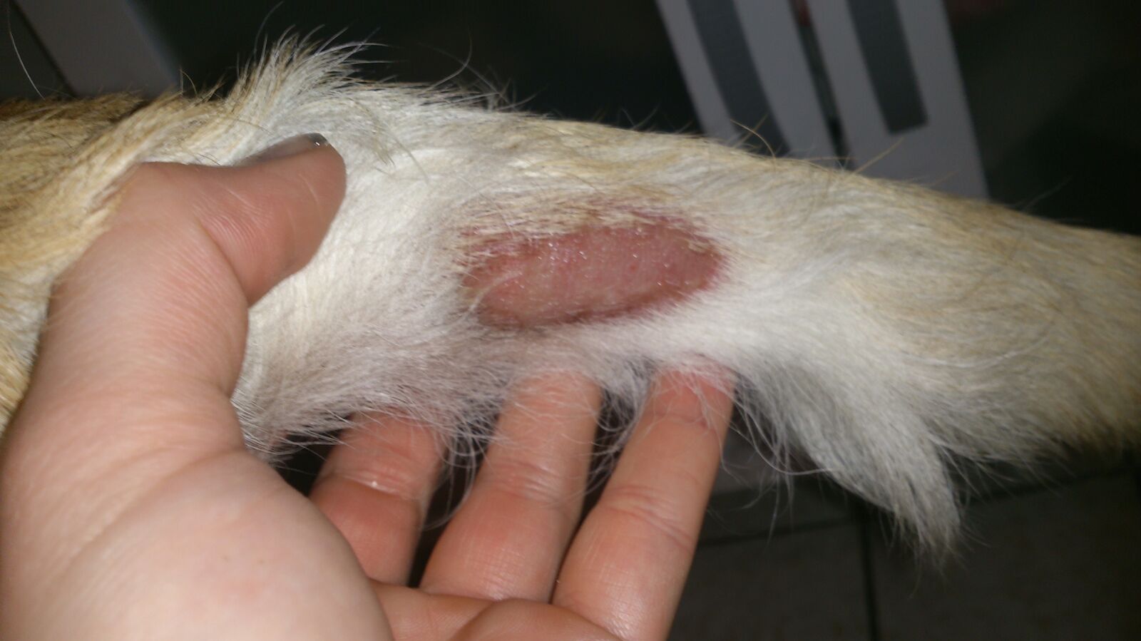 Hundefutter und Kräuter für Hunde auf Kräuterbasis
