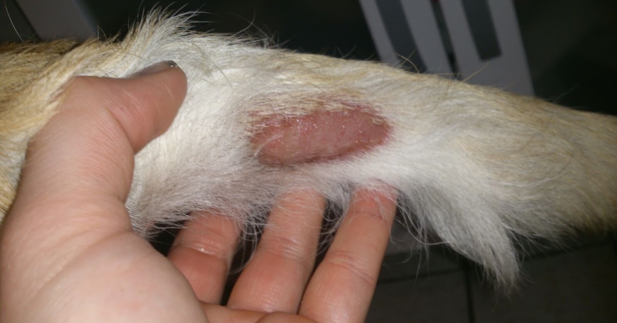 Hundefutter und Kräuter für Hunde auf Kräuterbasis