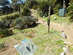 Kirstenbosch Botanical gardens in Cape Town.