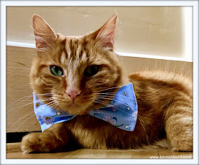 Fudge in Sauce's Bow Tie @BionicBasil® The Pet Parade