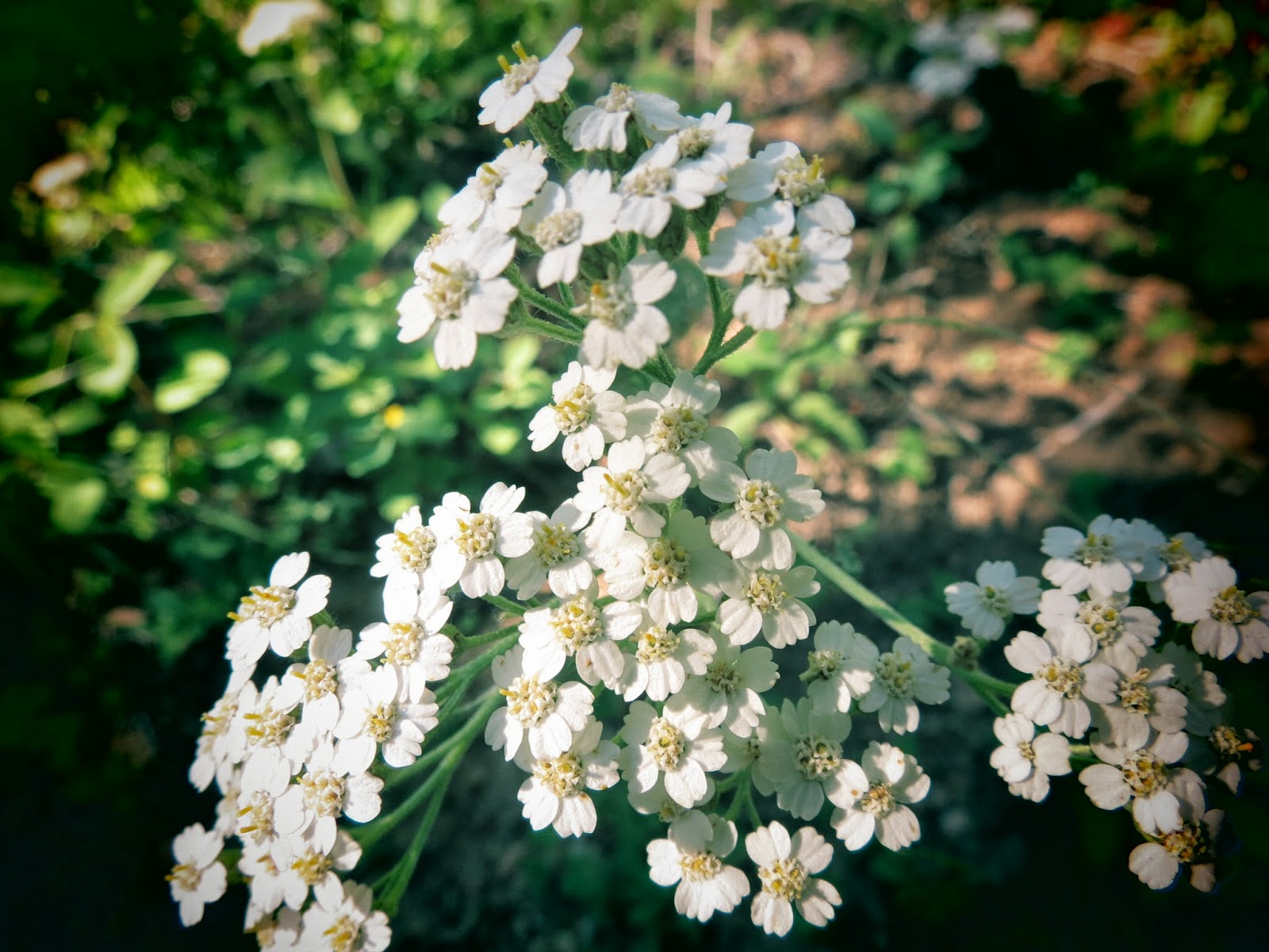 Flora montana Western Yarrow