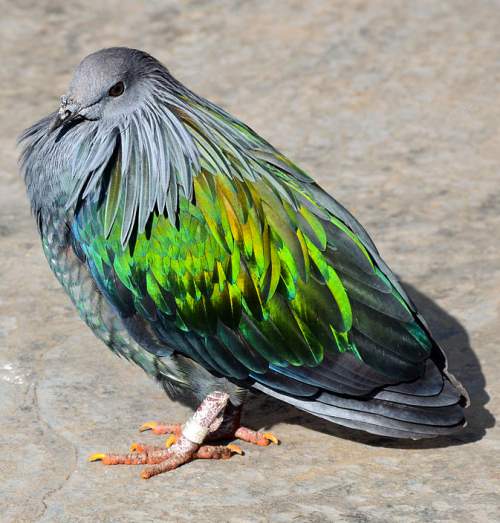 Birds of India - Photo of Nicobar pigeon - Caloenas nicobarica