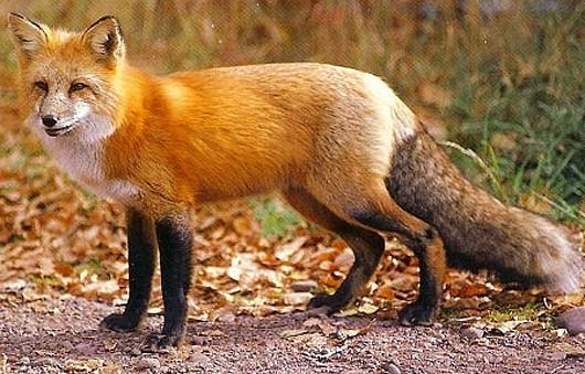 North American Red Fox Animals Interesting Facts And Latest Pictures