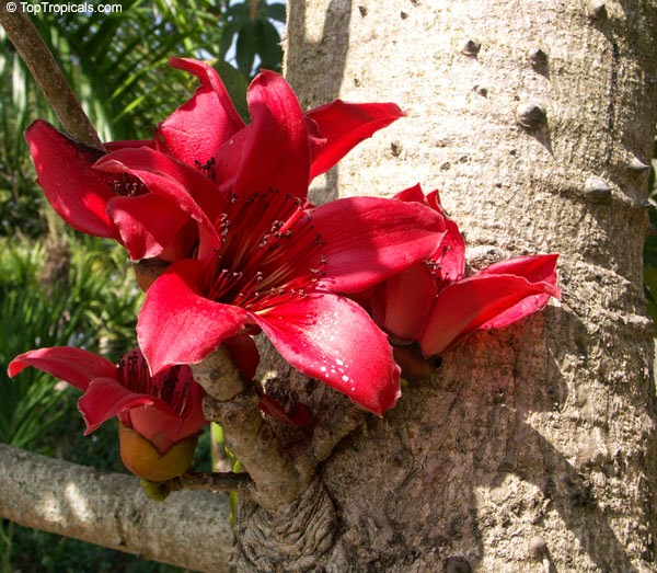 Reforestation and the Medicinal Uses of Trees Liliana Usvat Research