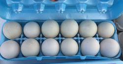 eggs duck yum haven yet try had them