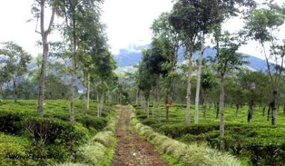 Lokasi Agrowisata Kebun Teh Wonosari berada di Kecamatan Lawang Agrowisata Kebun Teh Wonosari Lawang Malang