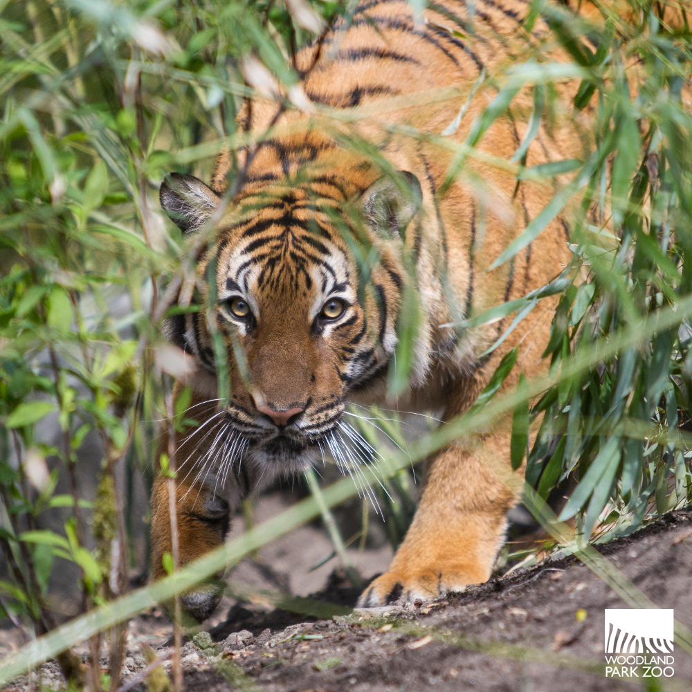 Malayan tigers join "Critically Endangered" list
