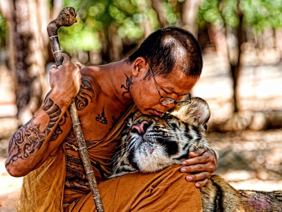 Тигриный монастырь Таиланд. Тигры в Тайланде. Монах и тигр. Буддийские монахи и тигры.