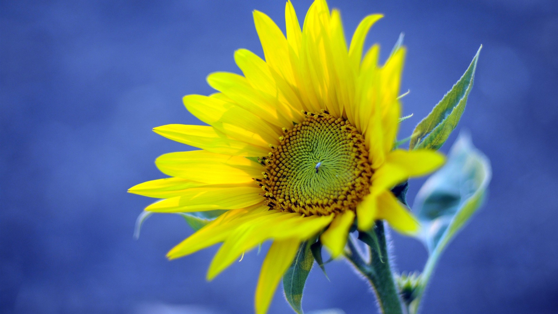Yellow Sunflower Blue Background - High Definition Wallpapers - HD