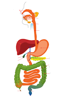 Human digestive system -mind map - BIOSPANDANA MATERIAL (INTERACTIVE