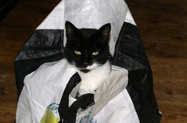 Black and white cat in a black and white bag