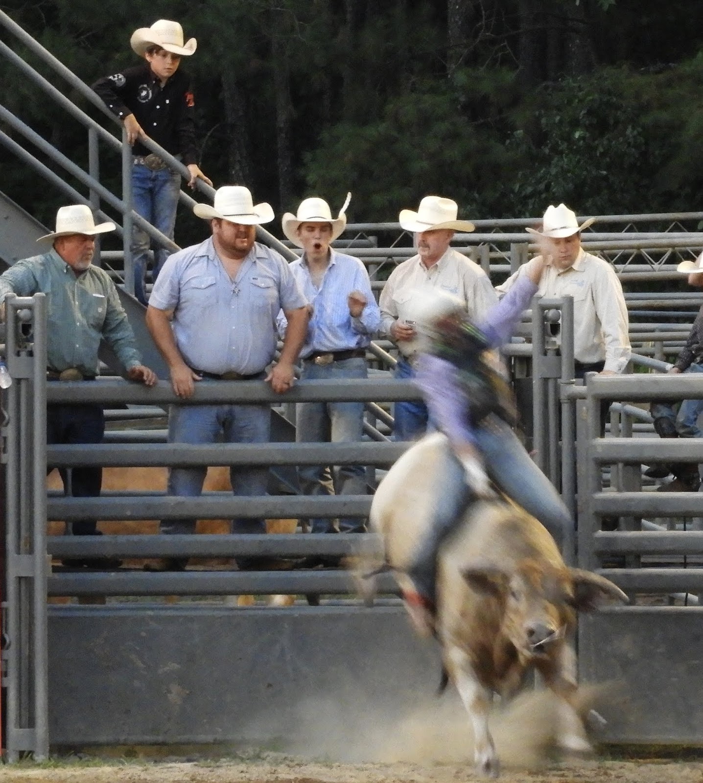 There is a Rodeo in Raleigh NC Carousel Farms