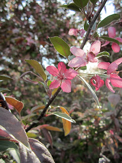 Crab Apple Blossoms Not Crabby!