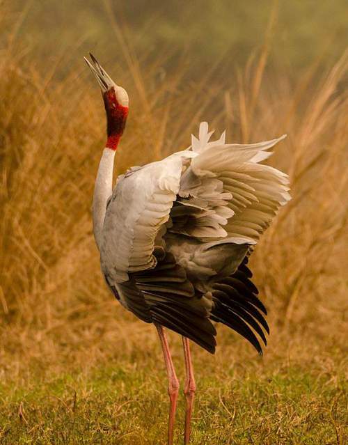 Sarus Crane Birds Of India Bird World Sarus Crane Birds Of India Bird World