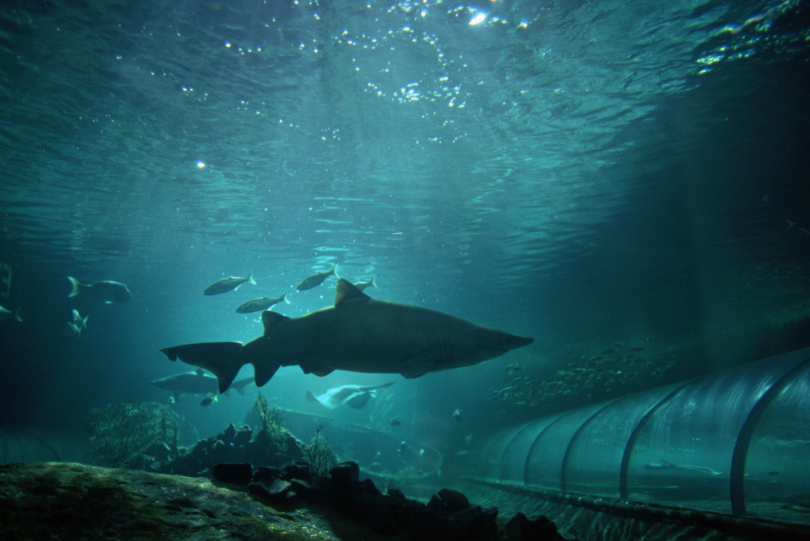 Мощность кита под водой. Подводный мир. Акула под водой. Подводный мир акулы. Сиднейский аквариум.