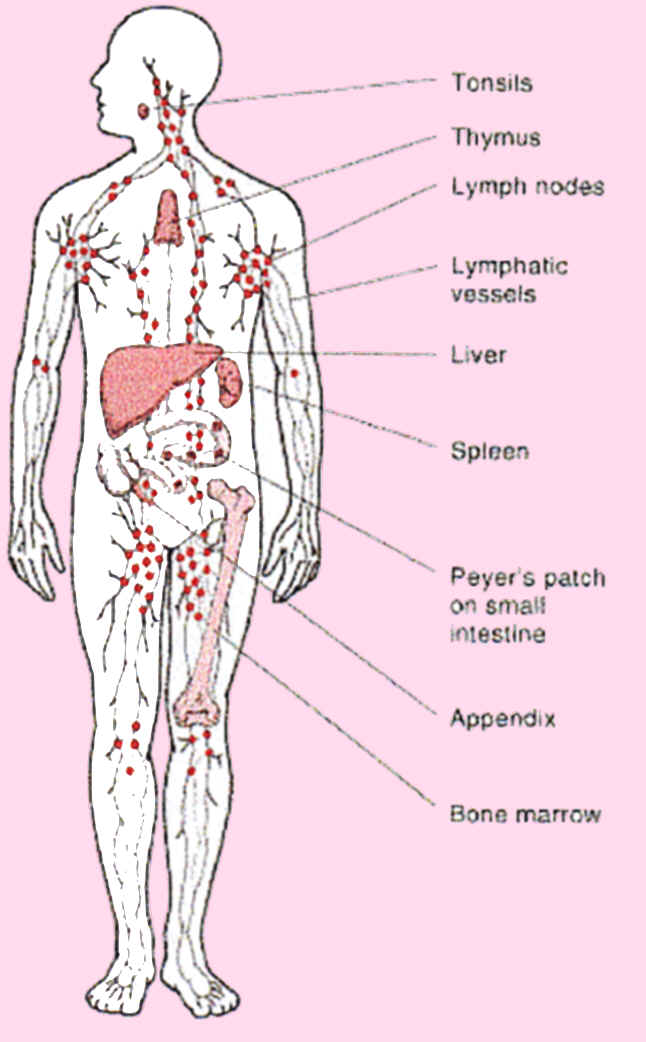 Lymph Nodes Chart Of Locations