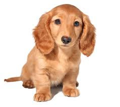 doxie puppy, dachshund puppy, cute puppy