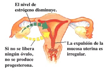 ovario-estrogeno
