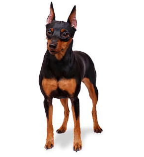 Resultado de imagem para PINSCHER png