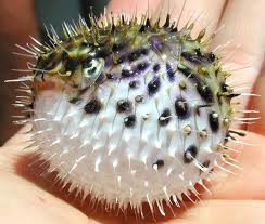 puffer fish small puffer fish small