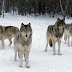 Câu chuyện chó sói xung trận - hãy "lạnh lùng" như bầy sói khi chọn cách đối đầu với thử thách 