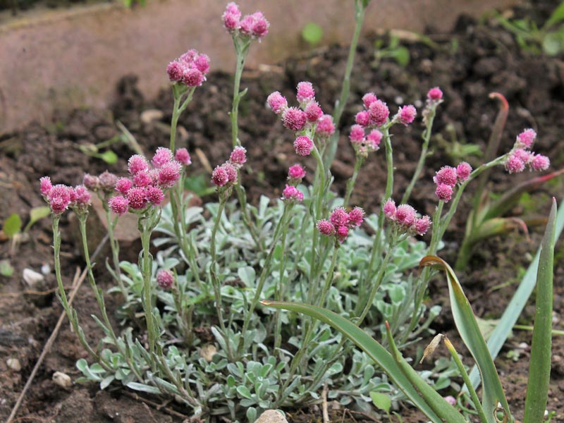 Kedi ayağı (Antennaria dioica) Bitkiler